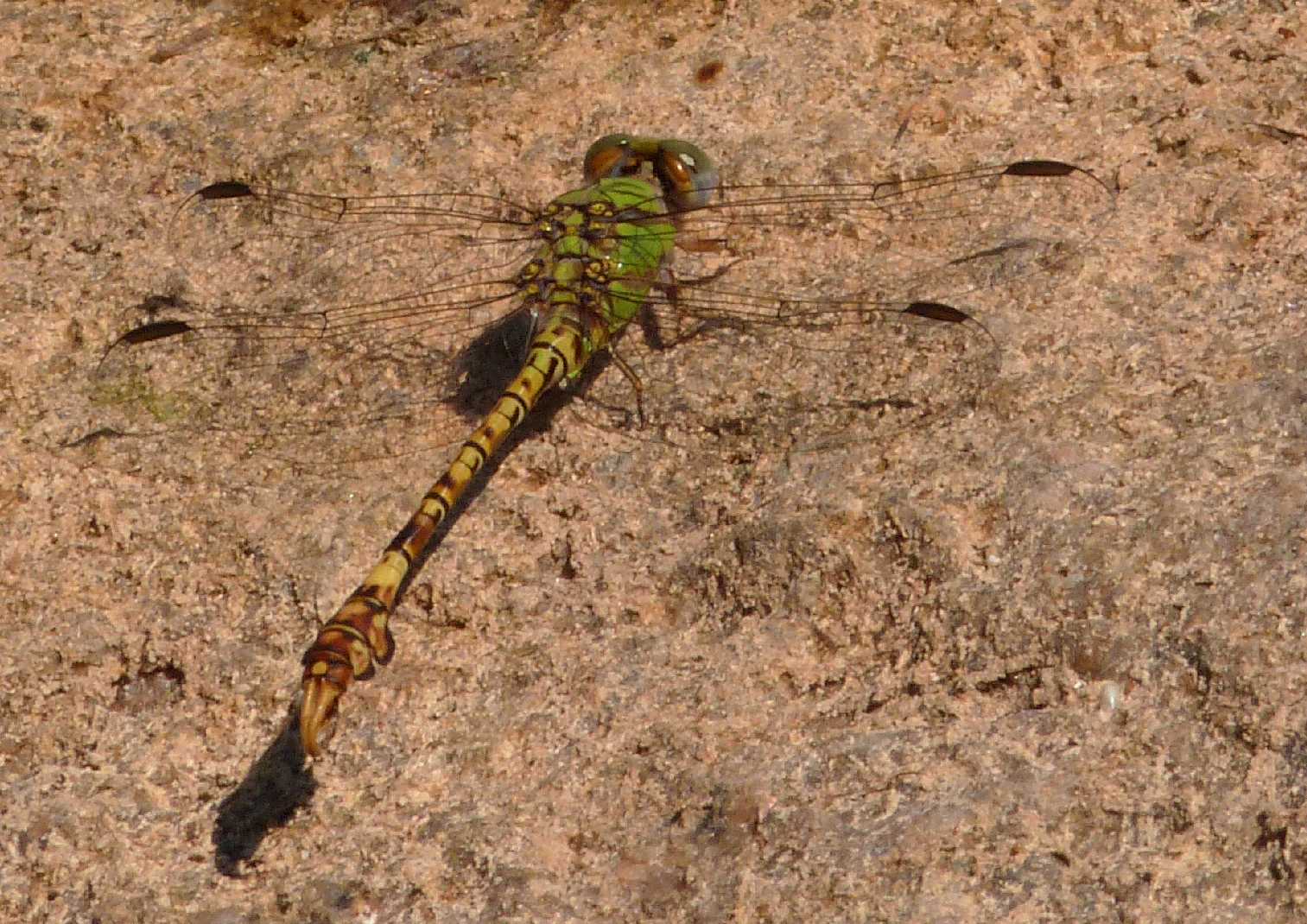 Femmina e maschio di Paragomphus genei